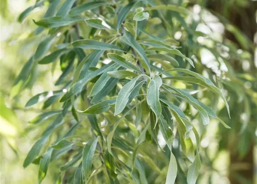 Hängende Wildbirne 'Pendula'