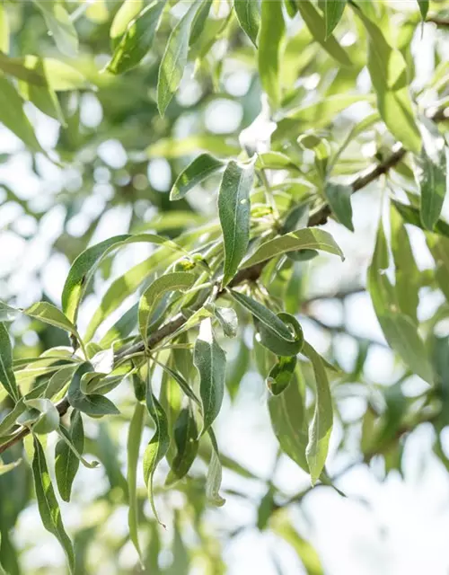 Hängende Wildbirne 'Pendula'