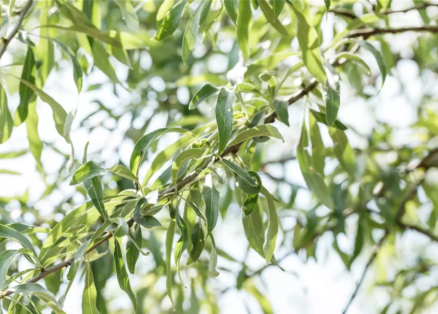 Hängende Wildbirne 'Pendula'