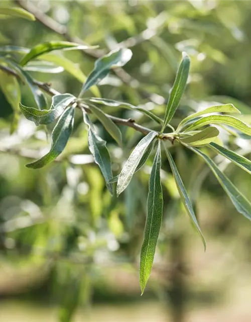 Hängende Wildbirne 'Pendula'