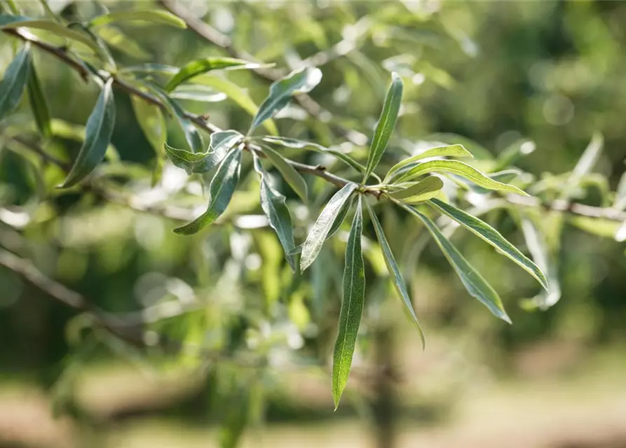 Hängende Wildbirne 'Pendula'