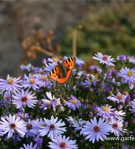 Kissen-Aster