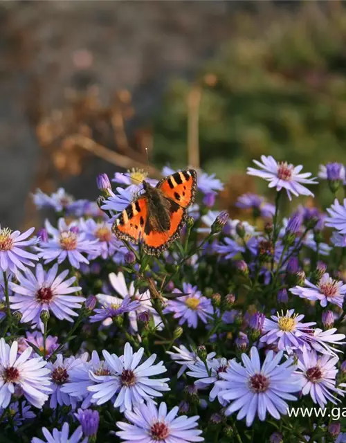 Kissen-Aster