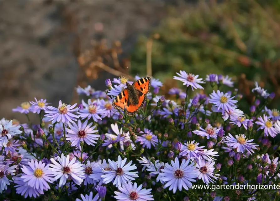 Kissen-Aster