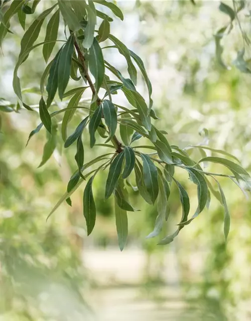 Hängende Wildbirne 'Pendula'