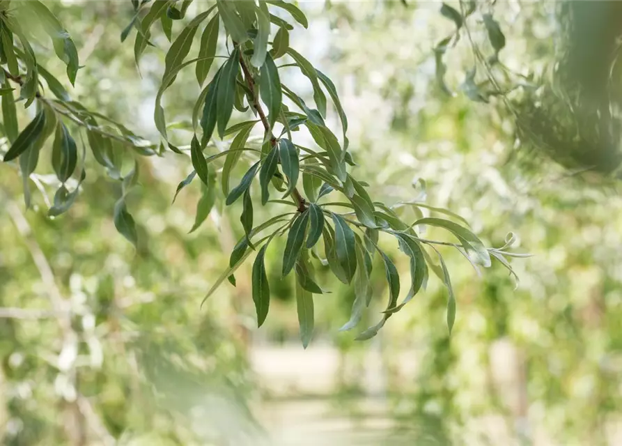 Hängende Wildbirne 'Pendula'