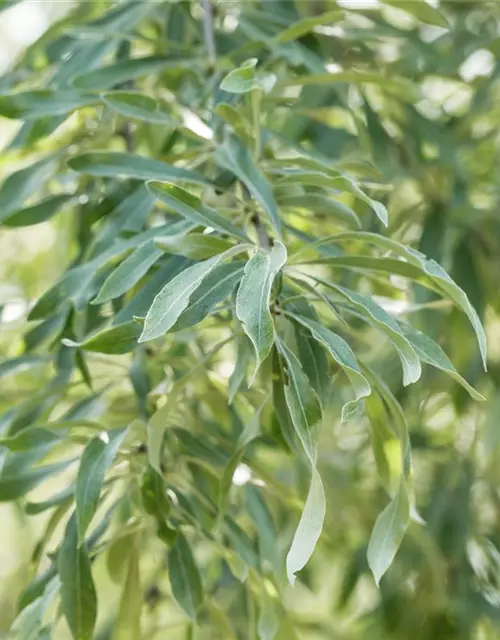 Hängende Wildbirne 'Pendula'