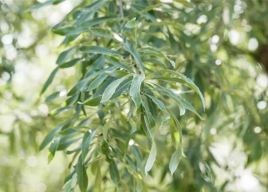 Hängende Wildbirne 'Pendula'