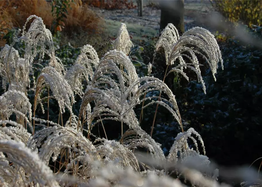 Garten-Chinaschilf 'Sioux'