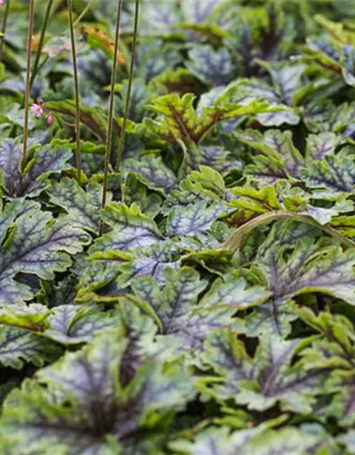 Heucherella(x) tiarell.'Tapestry' -R-