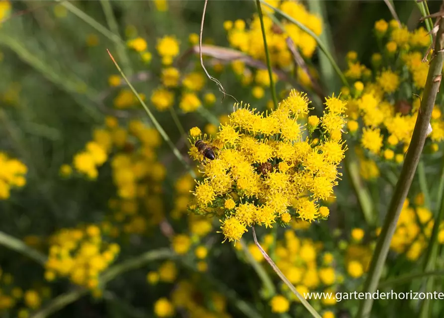 Goldhaar-Aster