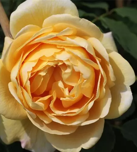 Kletterrose 'Golden Gate'®