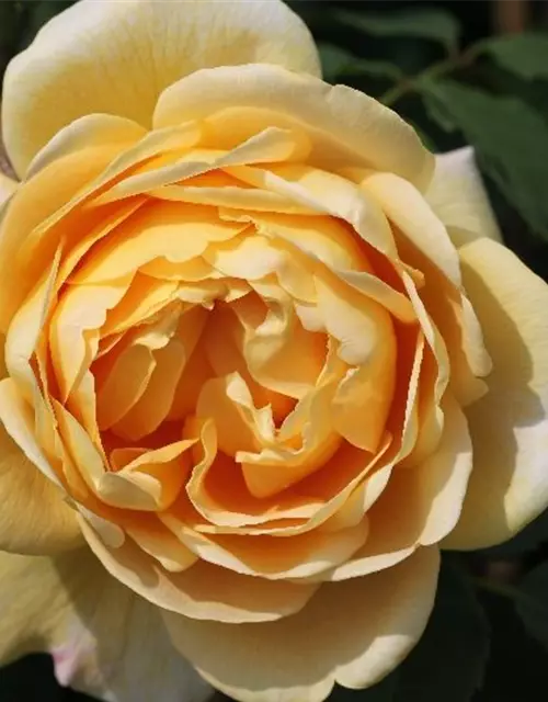 Kletterrose 'Golden Gate'®