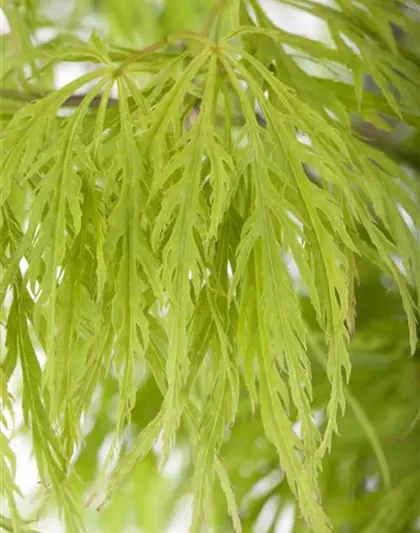 Grüner Schlitzahorn 'Dissectum'