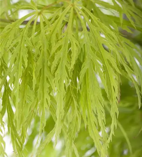 Grüner Schlitzahorn 'Dissectum'