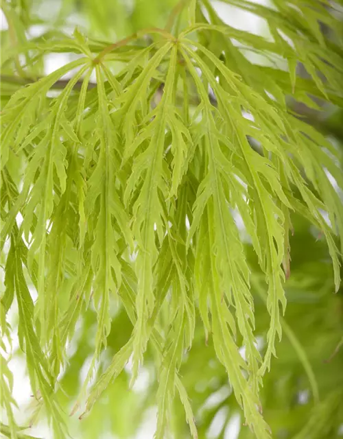 Grüner Schlitzahorn 'Dissectum'