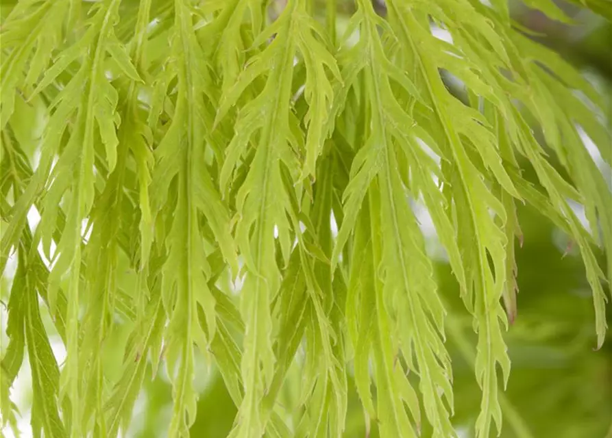 Grüner Schlitzahorn 'Dissectum'