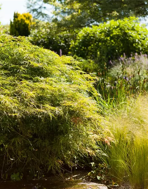 Grüner Schlitzahorn 'Dissectum'