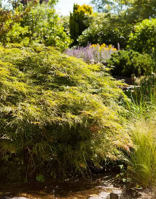 Grüner Schlitzahorn 'Dissectum'