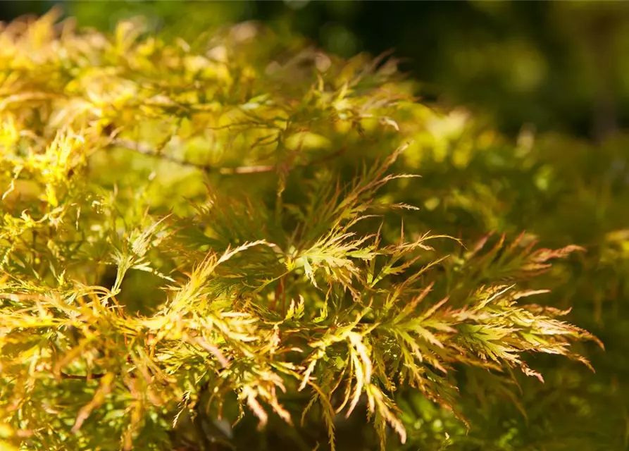 Grüner Schlitzahorn 'Dissectum'