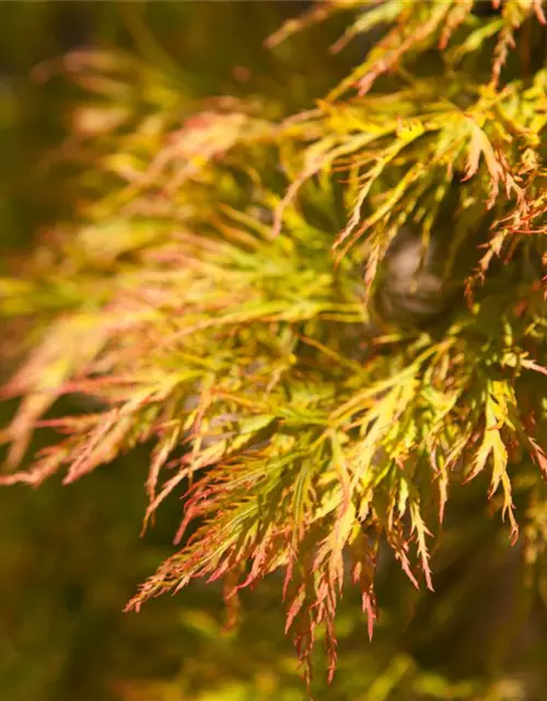 Grüner Schlitzahorn 'Dissectum'