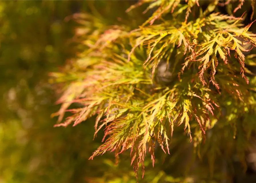 Grüner Schlitzahorn 'Dissectum'