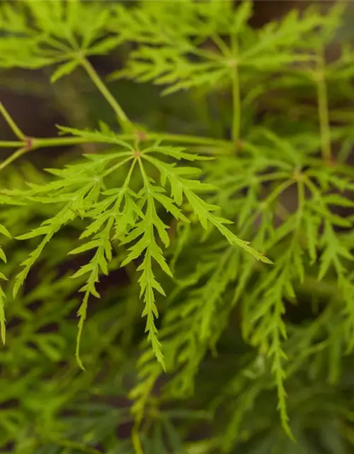 Grüner Schlitzahorn 'Dissectum'