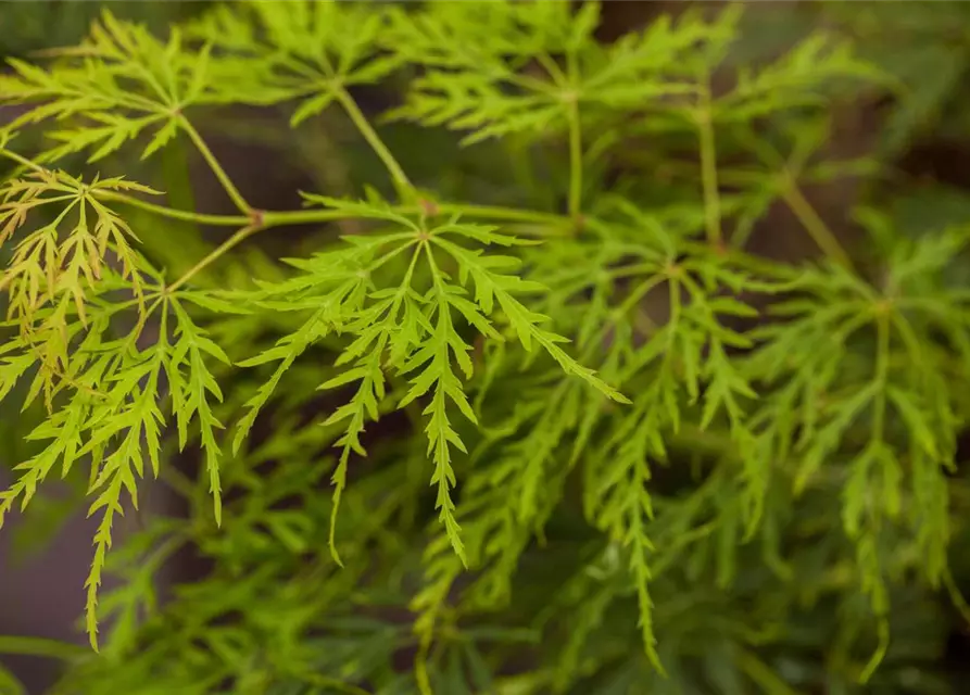 Grüner Schlitzahorn 'Dissectum'