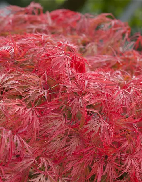 Grüner Schlitzahorn 'Dissectum'