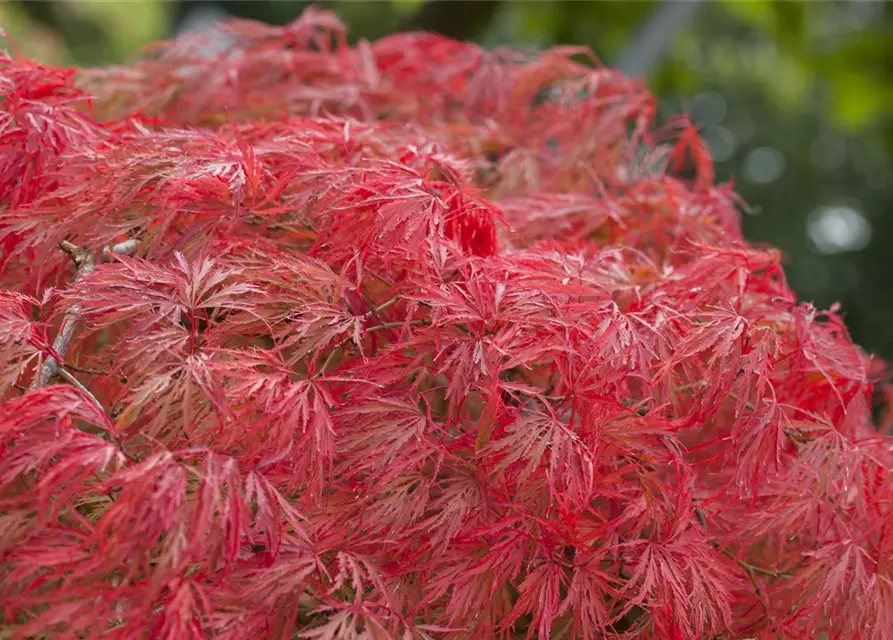 Grüner Schlitzahorn 'Dissectum'