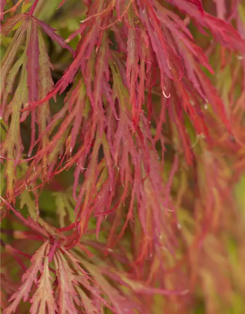 Grüner Schlitzahorn 'Dissectum'