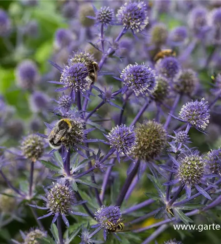 Kleiner Garten-Mannstreu 'Blue Hobbit'