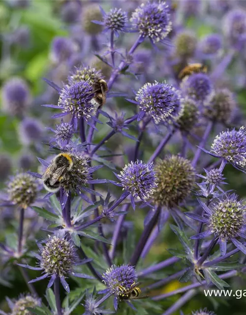 Kleiner Garten-Mannstreu 'Blue Hobbit'