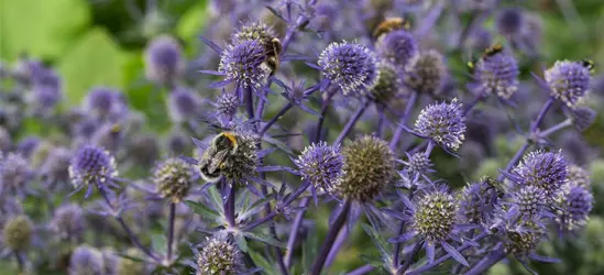 Kleiner Garten-Mannstreu 'Blue Hobbit'