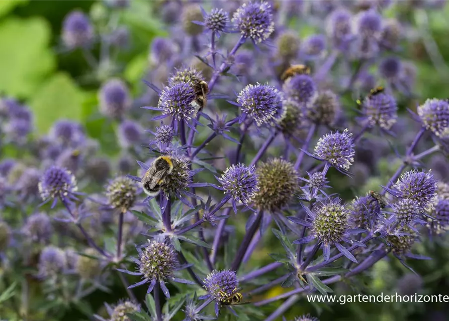 Kleiner Garten-Mannstreu 'Blue Hobbit'