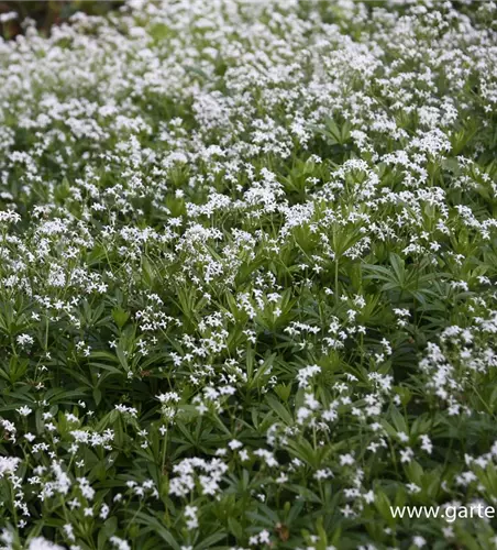 Echter Waldmeister