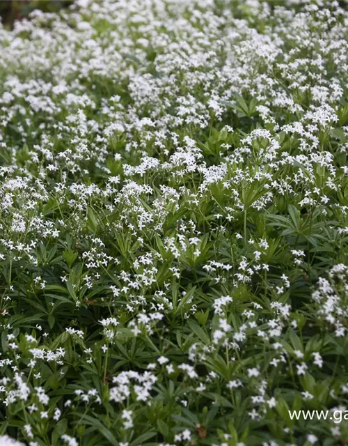 Echter Waldmeister