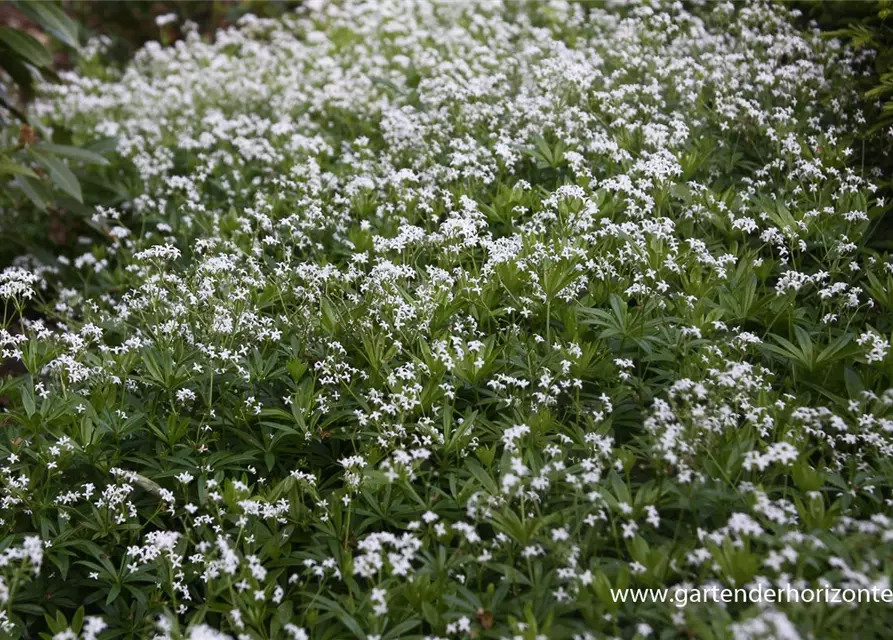 Echter Waldmeister