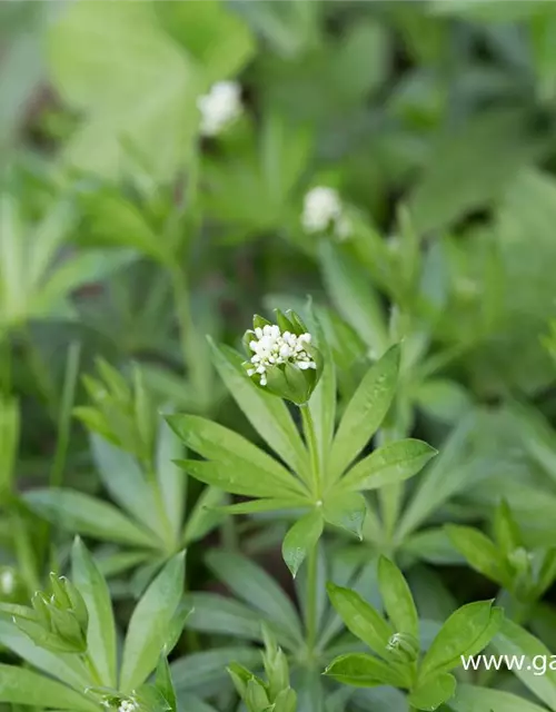 Echter Waldmeister