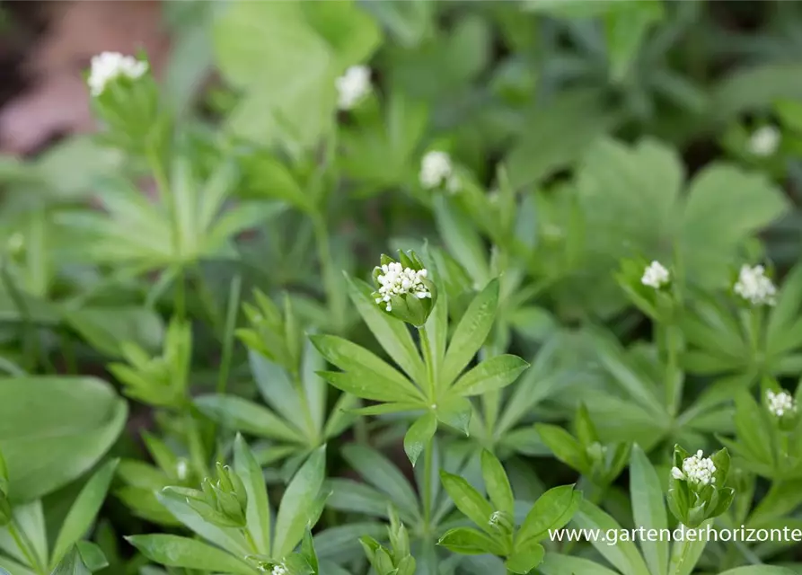 Echter Waldmeister