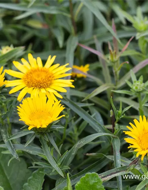 Inula ensifolia, gen.