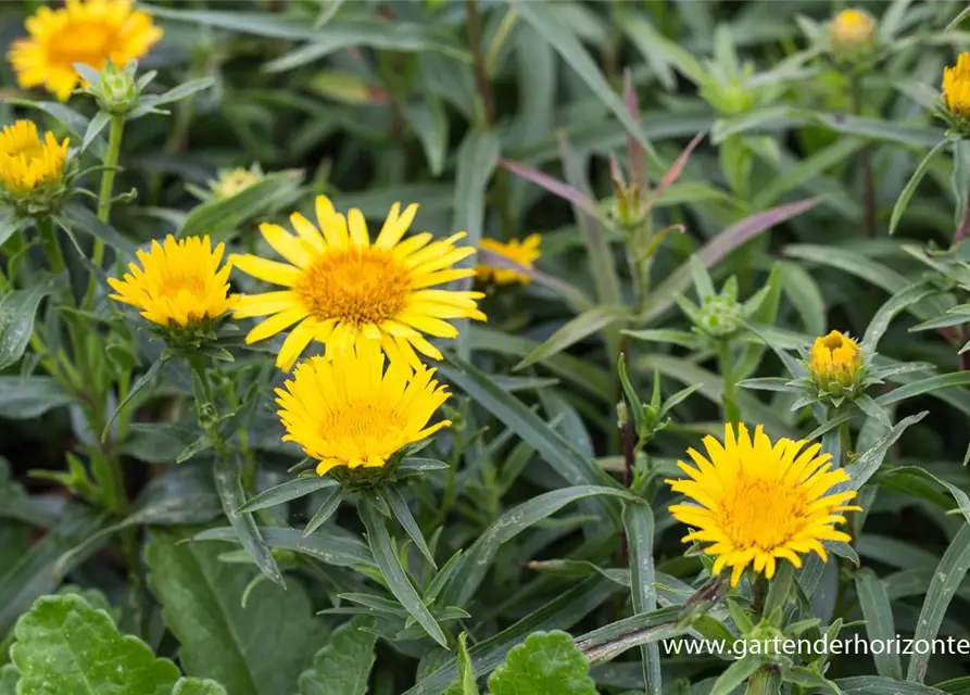 Inula ensifolia, gen.