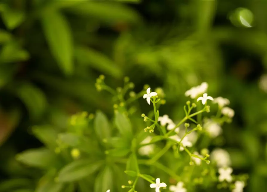 Echter Waldmeister