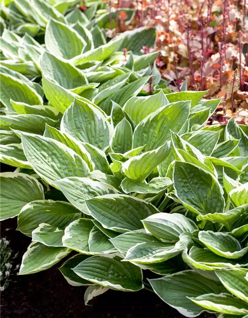 Hosta x fortunei 'Patriot'