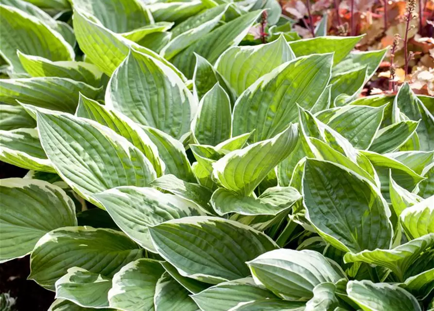 Hosta x fortunei 'Patriot'