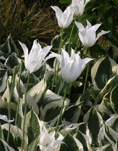 Hosta x fortunei 'Patriot'