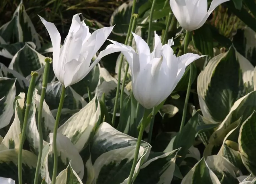 Hosta x fortunei 'Patriot'