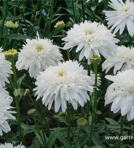 Großblumige Garten-Margerite 'Eisstern'