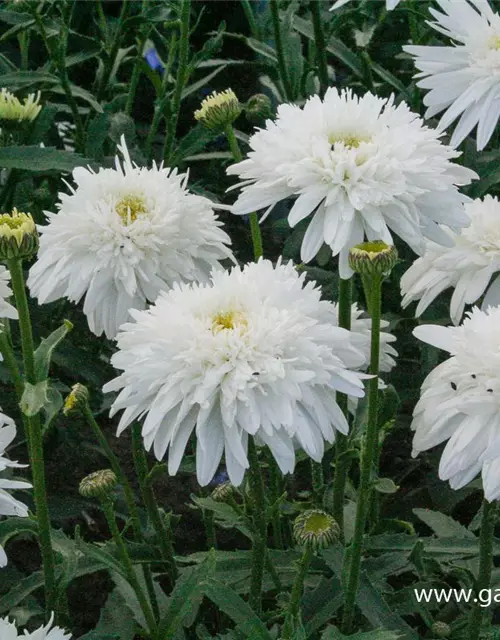 Großblumige Garten-Margerite 'Eisstern'