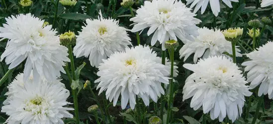 Großblumige Garten-Margerite 'Eisstern'